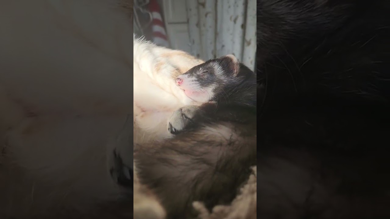 Do cats and ferrets get along?