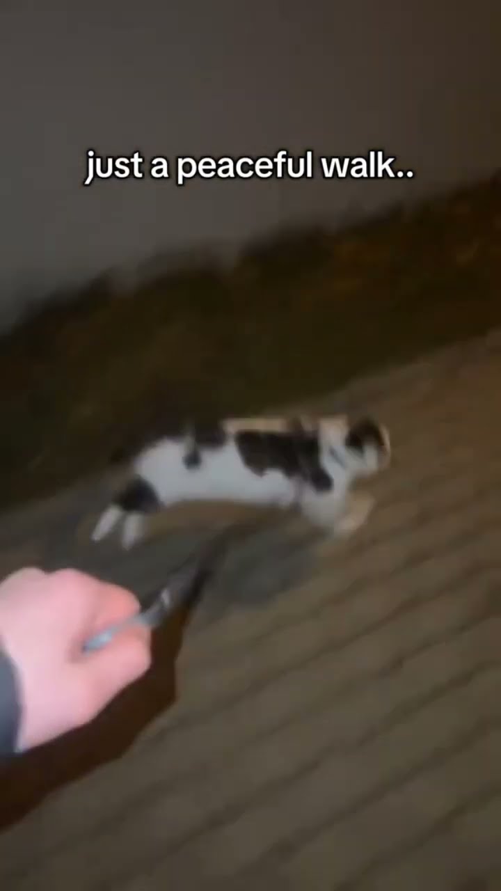 Kittyo was like it’s a peaceful walk until I say it isn’t you feel me