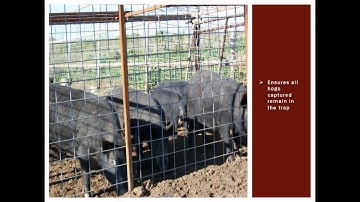 Improving Feral Hog Box Trapping Efforts