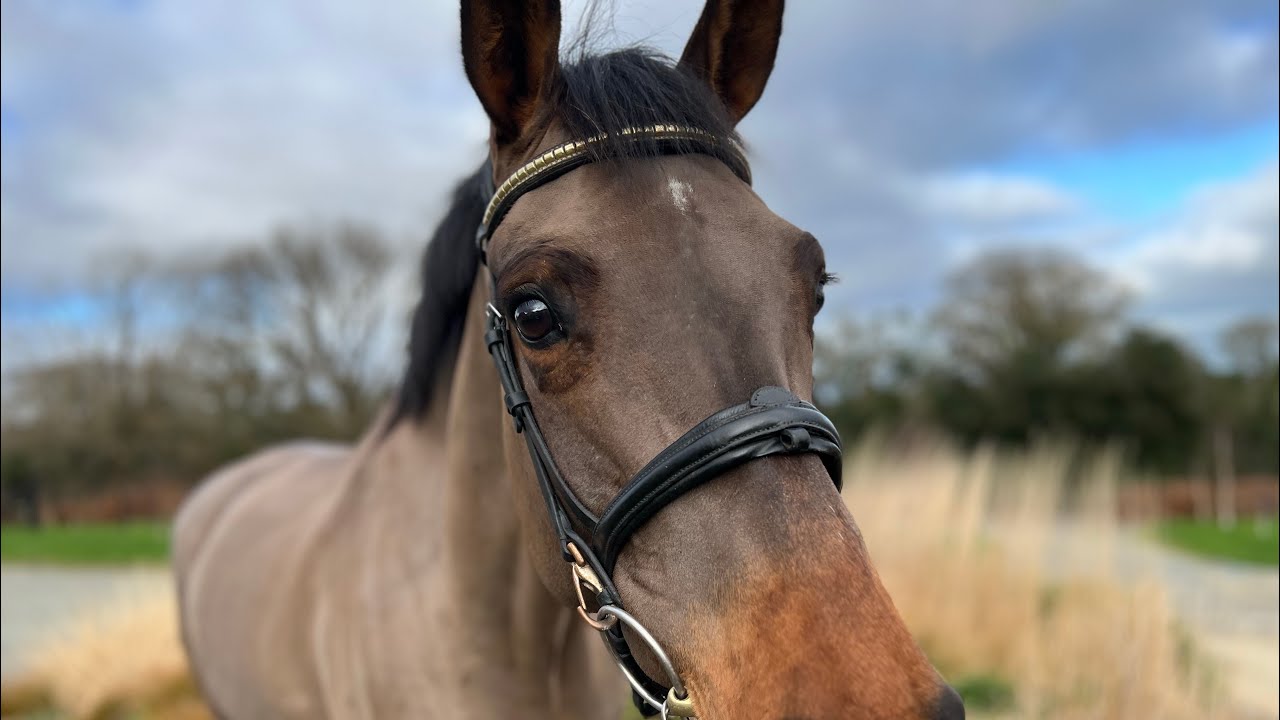 8yr old 16hh Quantino Mare