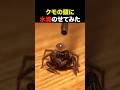 クモの頭に水滴乗せたら可愛すぎた【かわいい】
