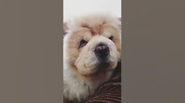 My sultan the cream chow chow ( imported blood line )