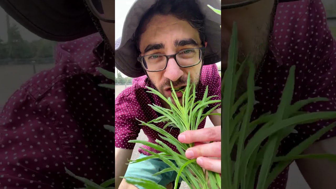 this plant CAN'T BE KILLED 