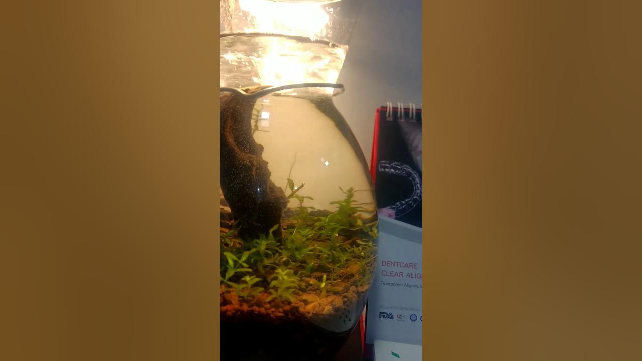 Smallest canister filter homemade for planted aquarium YouTube