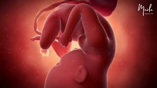 35 Weeks of Pregnancy | Third Trimester | Fetal Stage