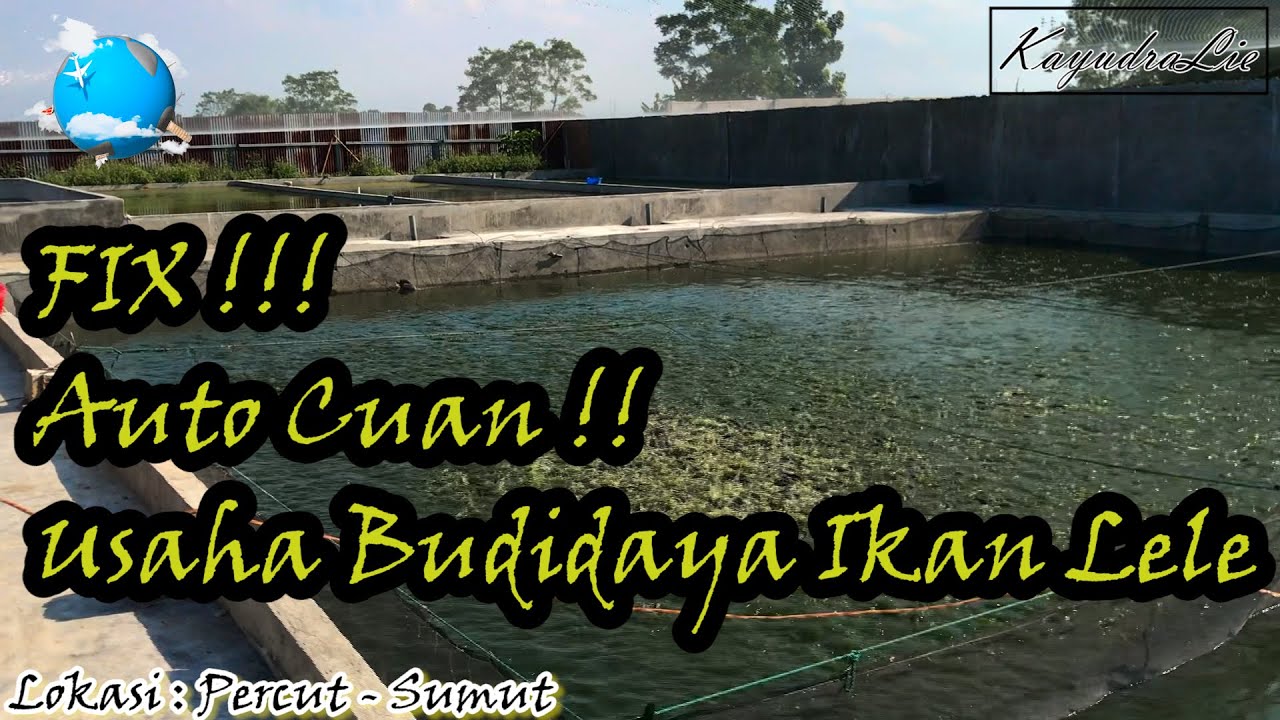 Budidaya Ikan Lele & Ikan Cupang Berlokasi Daerah Percut - SUMUT 