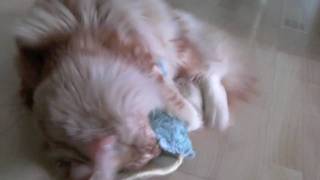 Maine Coon cat playing with valerian mouse by Epic the Cat 392 views 14 years ago 49 seconds