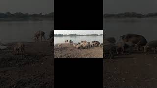 అక్క వాళ్ళ పందులు Part _3 #minivlog #farming #newvlog #pigfeed #2026 #shorts2026 #minivlogshorts