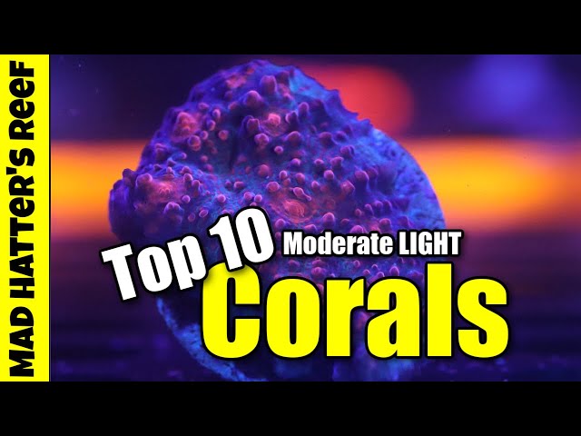 Top 10 Moderate LIGHT Corals class=