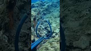 Kıbrıs Sığ Su Zıpkınla Balık Avı / Sorgo