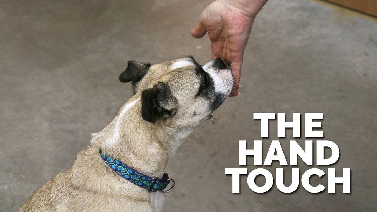 puppy training potty The Hand Touch