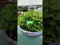 #shortvideo #🌿💚💚💚💚#gardingvideo