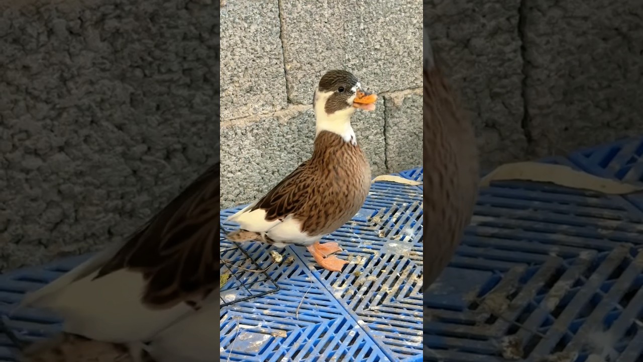 batak ki awaaz,duck wali vidoe,