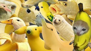 top 10 banana animals