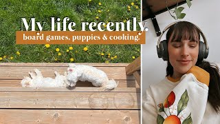 My life recently ♥ Board games, puppies &amp; cooking. | WEEKLY VLOG