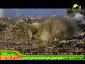 كليب لا اله الا الله انشاد محمد النجار 2 