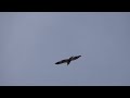 Immature Bald Eagle Flyover - Mark Storto Nature Clips