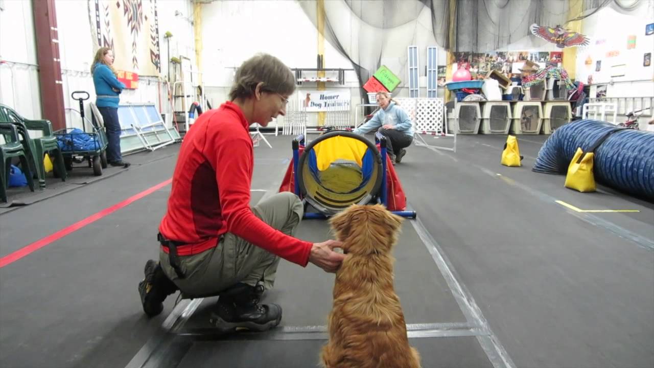 Dog Agility Training YouTube