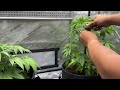 Using Plant Ties & Trellis Nets to Train Plant Growth