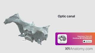 Optic canal of sphenoid bone