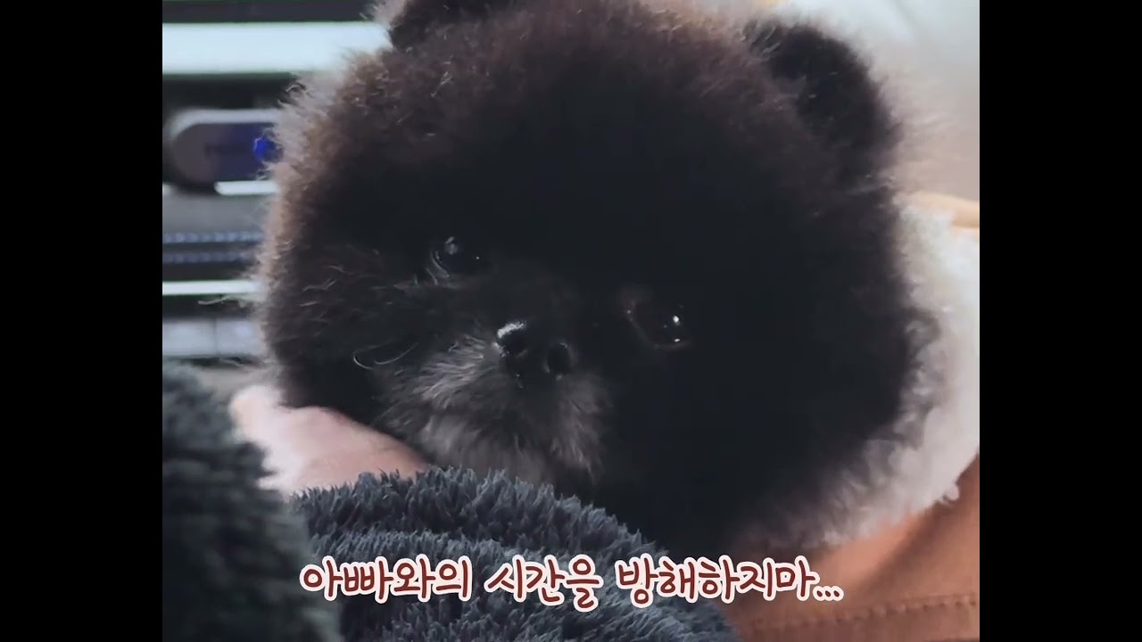 똥마린부이로그,두쫀쿠 사러갈 땐 떵싸고 가세요