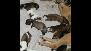 MY DOG HAD 10 PUPPIES!