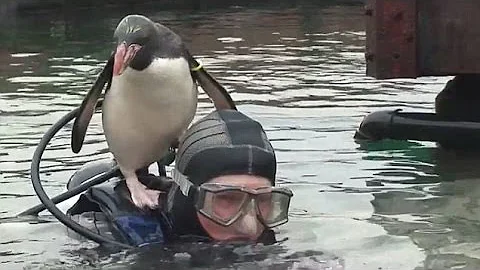Derek Youd And His Ultimate Dive Buddy Yoyo The PE...