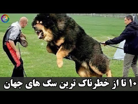 تصویری: سگ من چه نژادی است؟