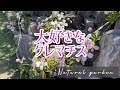【コラボで引き立つクレマチスの魅力】森庭に咲く花の取り合わせや誘引の仕方紹介