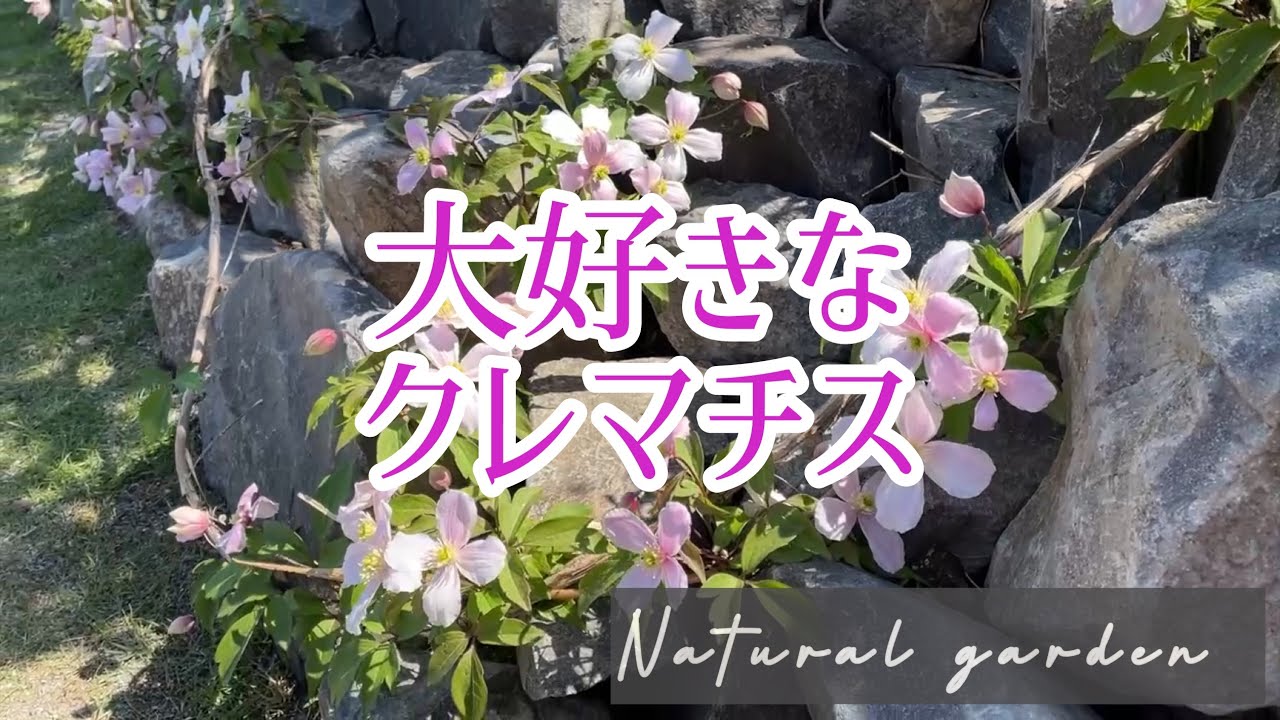 【コラボで引き立つクレマチスの魅力】森庭に咲く花の取り合わせや誘引の仕方紹介