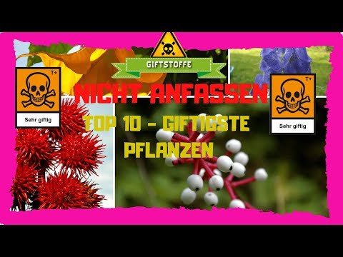 Video: Rätsel Giftiger Pflanzen. Teil 2