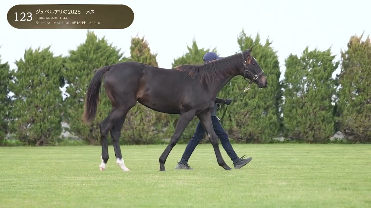 るか様　EQWEL STEP1.2まとめ売り セレクトセール2026 上場馬情報 | LAKE VILLA FARM