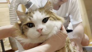 本番の毛刈りで子猫に戻っていく元モフモフ猫