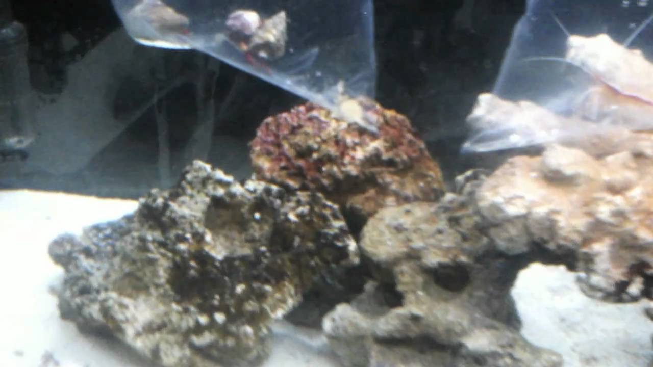 Marine aquarium update (day 16) clean up crew YouTube