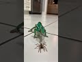 Chameleon Vs Hairy Spider In The Kitchen Who Blinks First