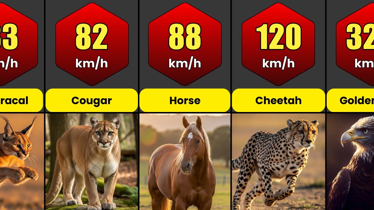 Speed Comparison: Fastest Animals in the World - YouTube