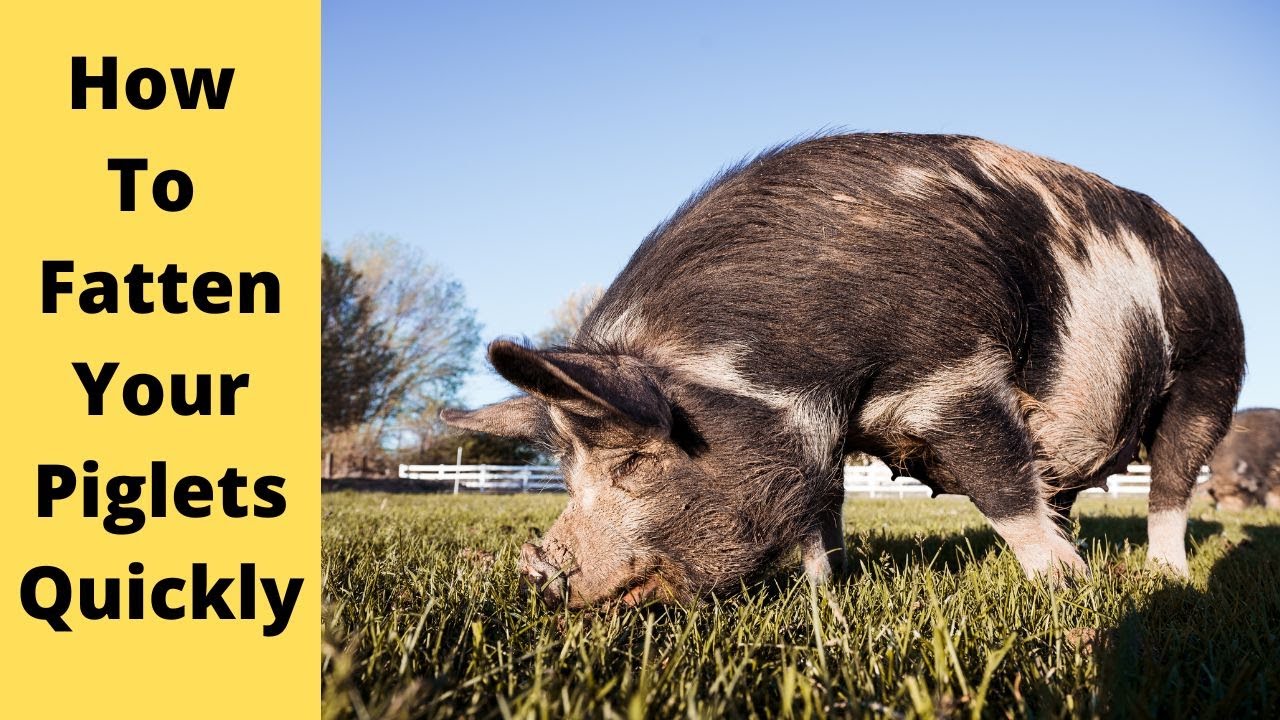 How To Increase The Weight Of A Pig