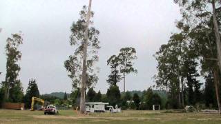 The Quickest Way to Remove A Eucalyptus