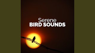 Rural Birds - Bird Sounds