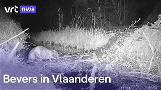Thumbnail for De bever is weer helemaal terug in Vlaanderen, en dat zorgt her en der voor problemen