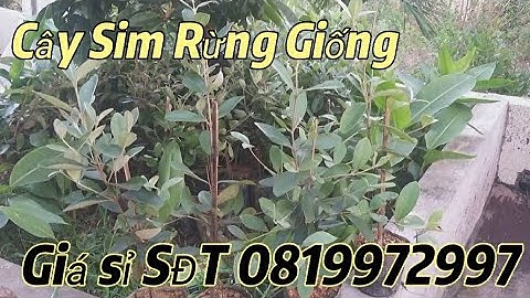 Sỉ Lẻ Giống Cây Sim Rừng ra tết đón hoa vụ 2024 -2025 Cao 60cm/Ship toàn quốc/DT 0819972997