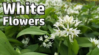 Slow TV - White Flowers