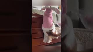 Videos of funny cats  😂💗