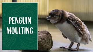 Penguin moulting season