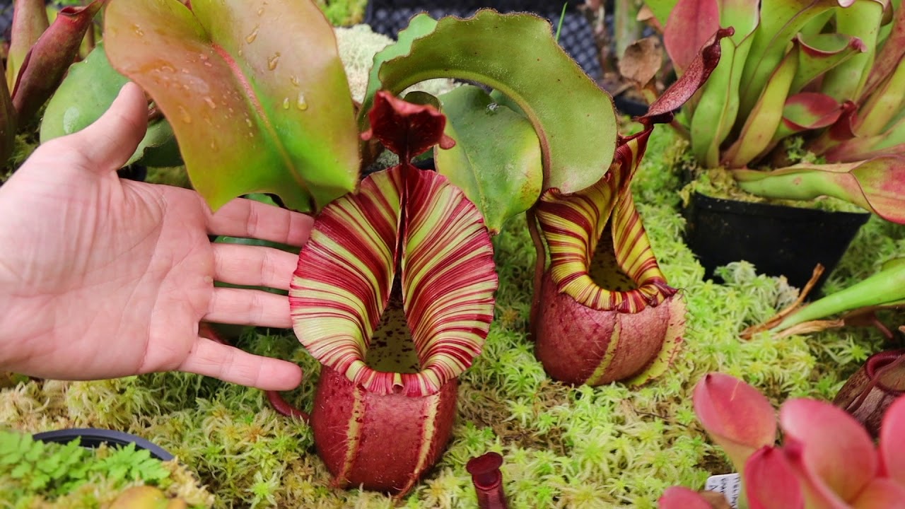 Redleaf Exotics: МАРТОВСКИЙ ТУР 2020 ЧАСТЬ 1