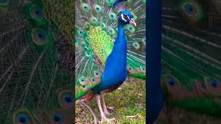 Celebrity #beautifulpeacocks Profile