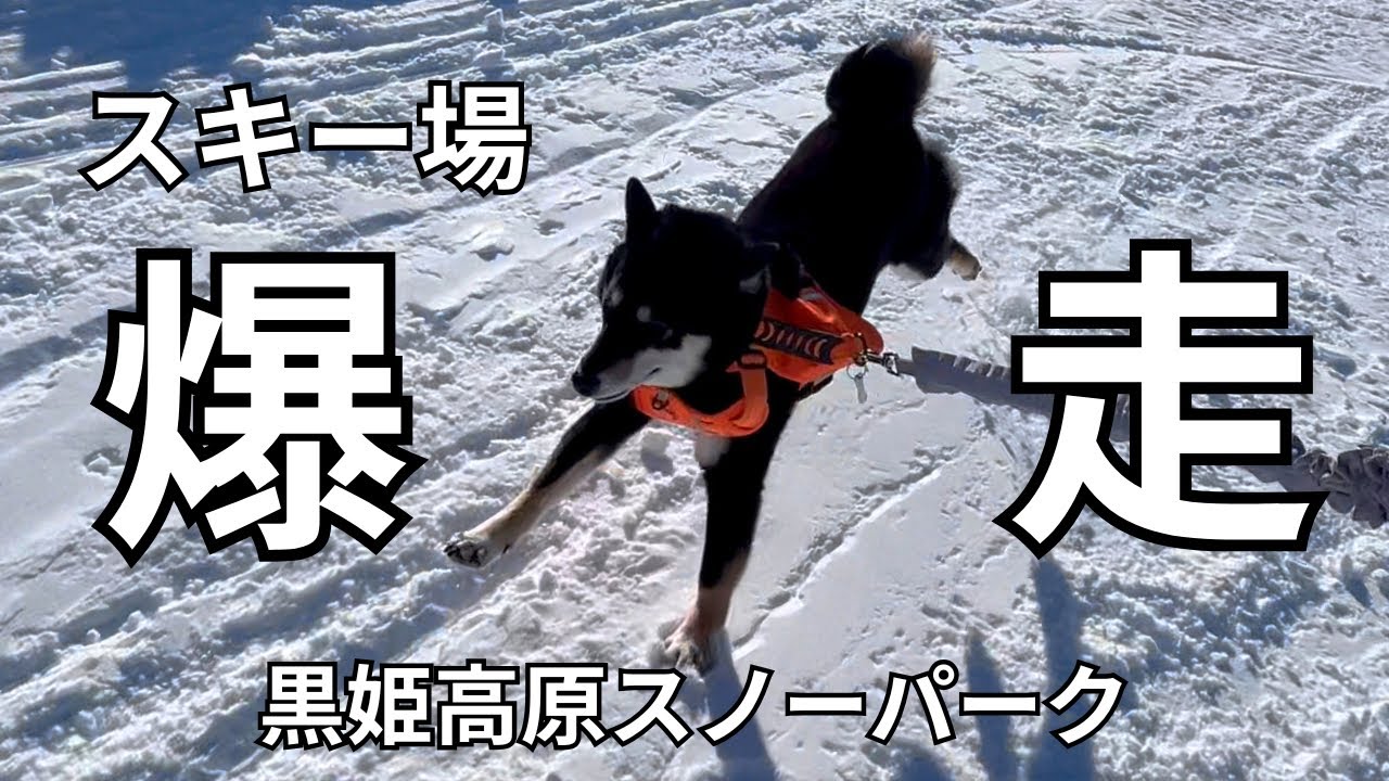大激走！！柴犬たちとスノーボードで黒姫スノーパークをを制する！！