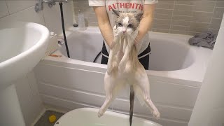 How To Bathe a Cat Who Trusts You 100%