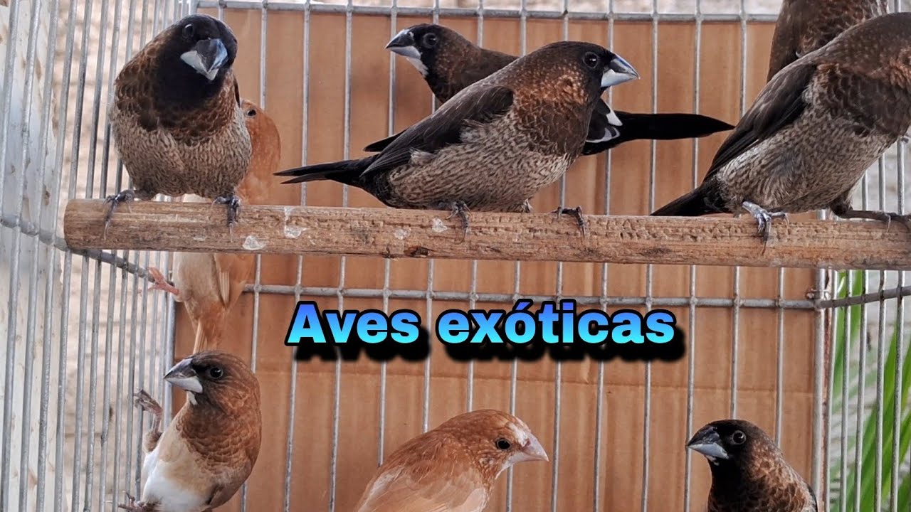 Criação de Manon e Calopsitas Minhas aves exóticas