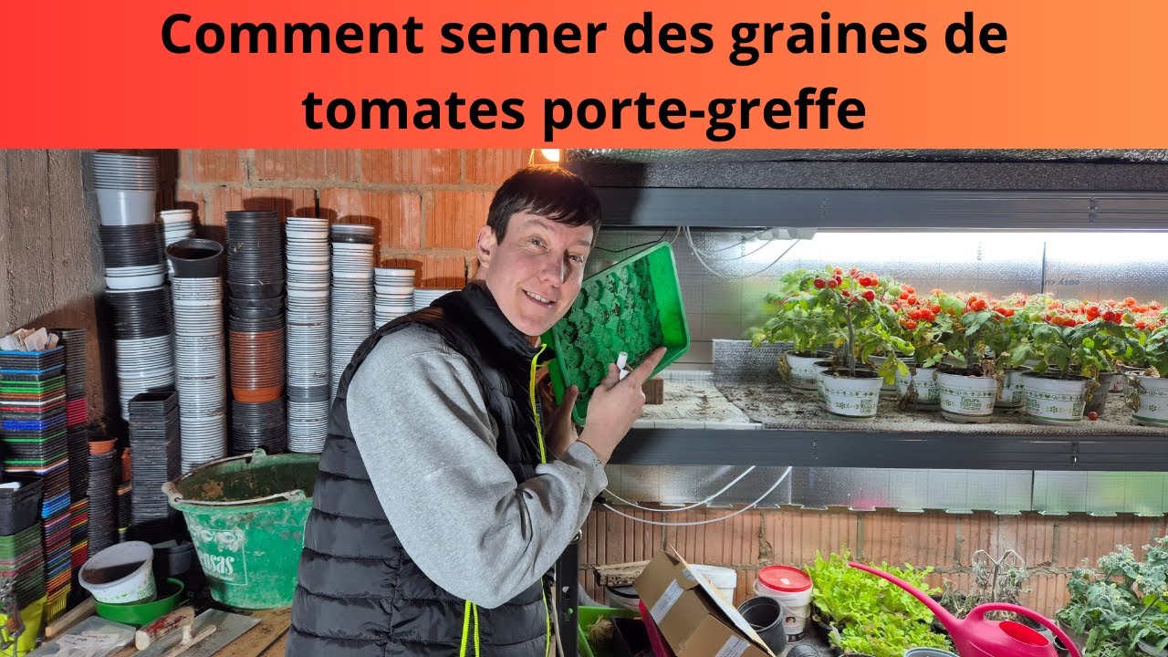 Comment semer des graines de tomates porte greffe